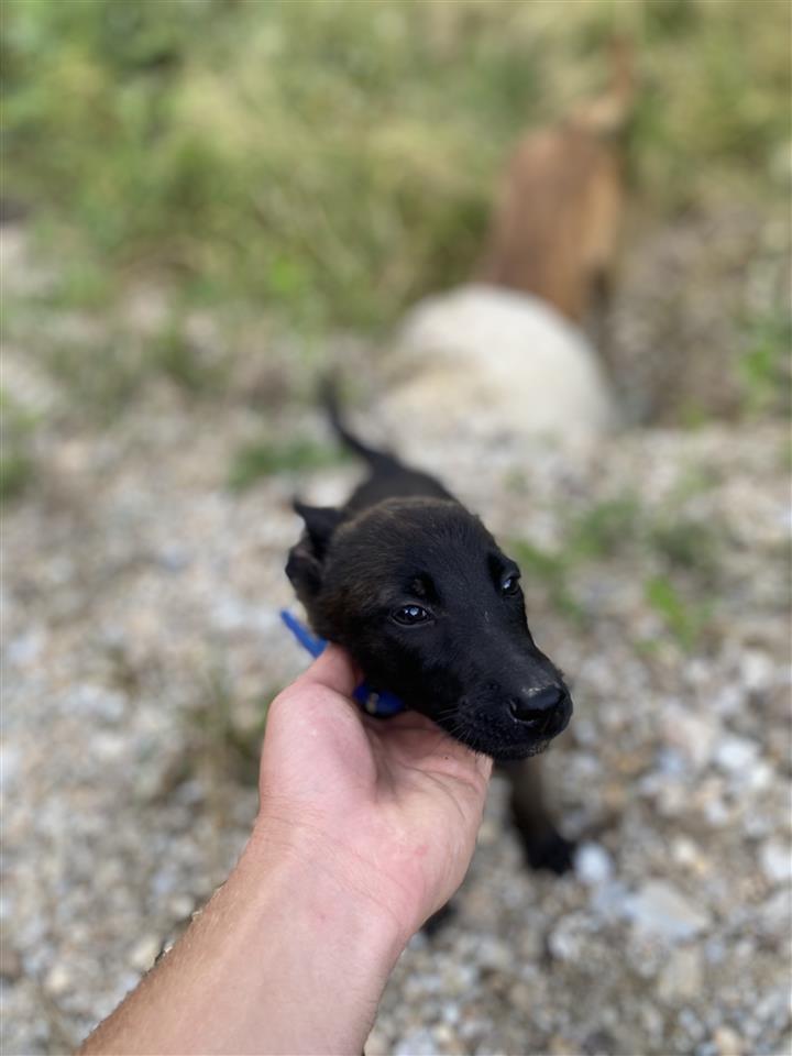 Belg-malinois-