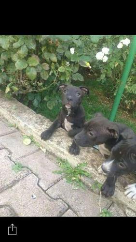 Pitbulle