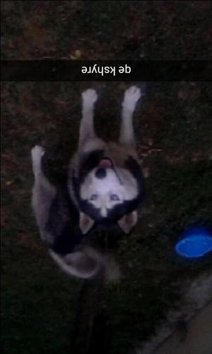 husky