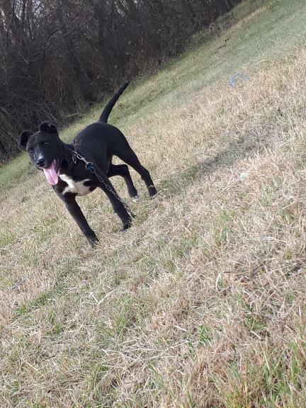Pitbull-