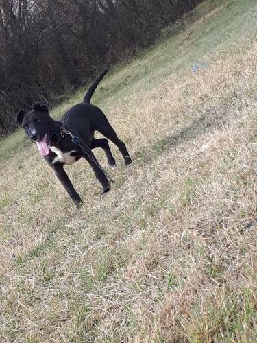 Pitbull 