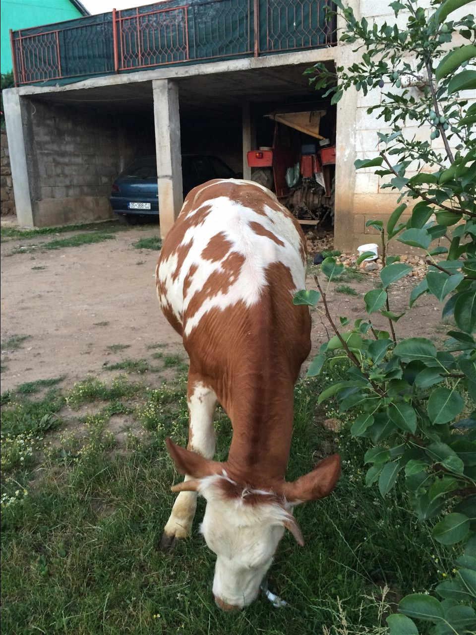 Mushtjerr