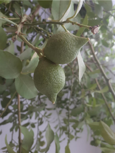Pemë e Limonit