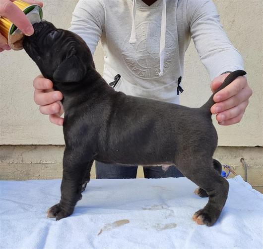 Cane Corso