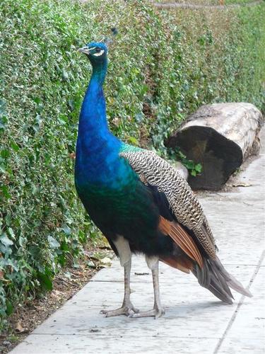 Pauna 