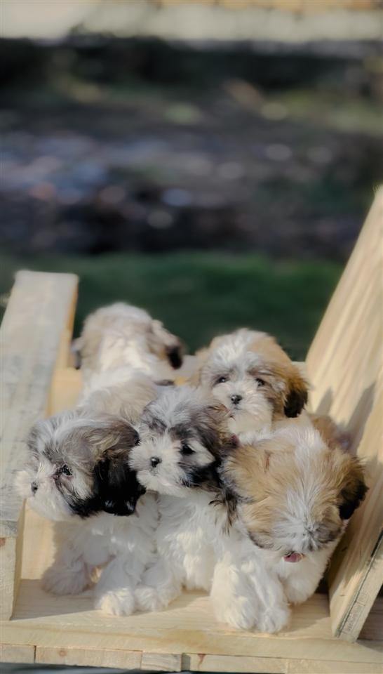 Shihtzu
