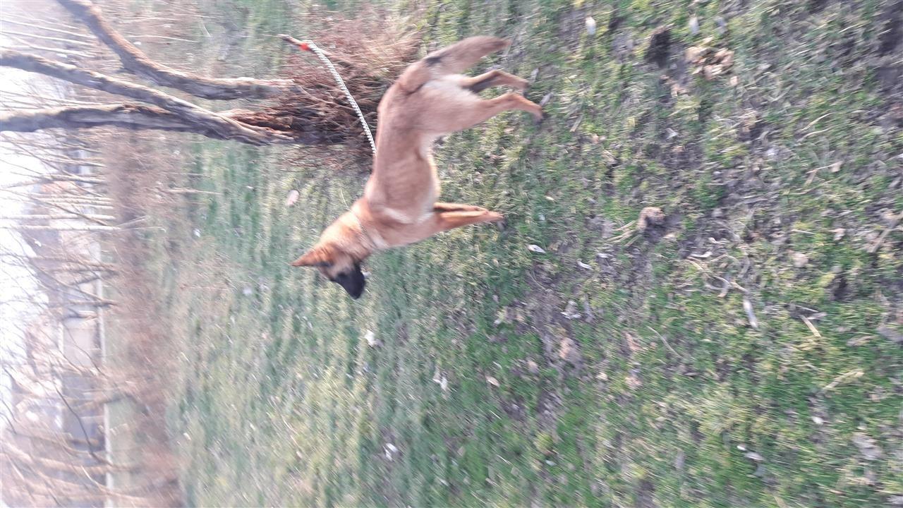 titulli