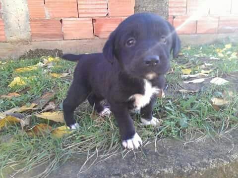 Llabrador-mix