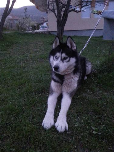 Haski