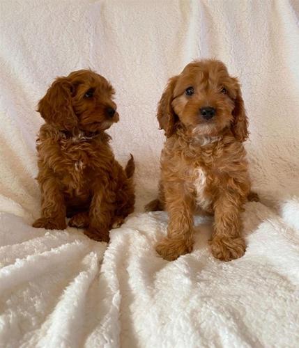 Këlyshët e shquar Cavapoo