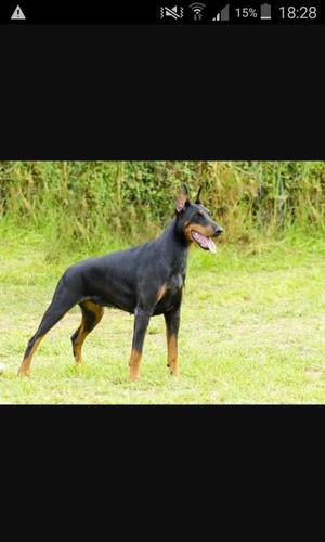 doberman