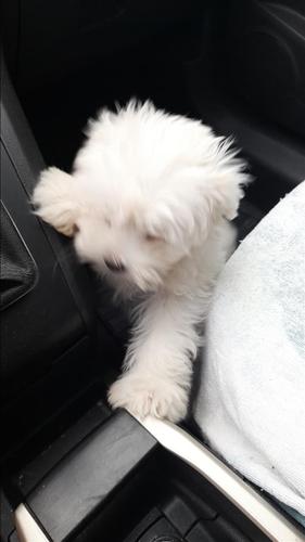 Maltezer 
