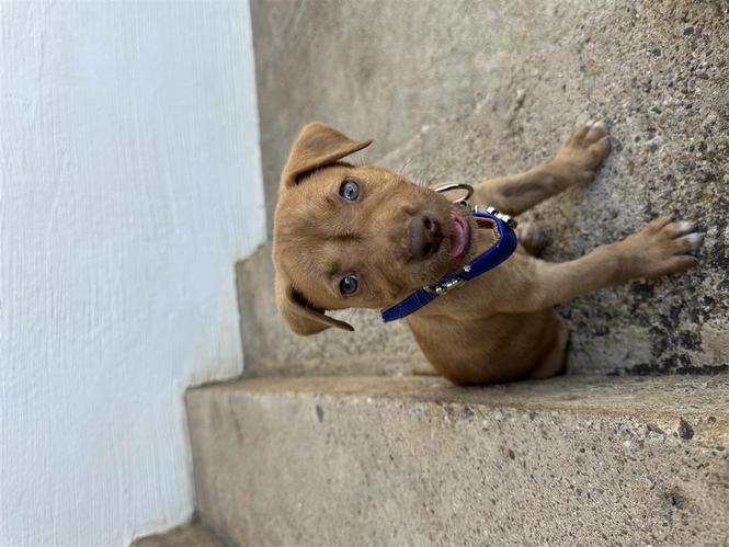 Pitbull