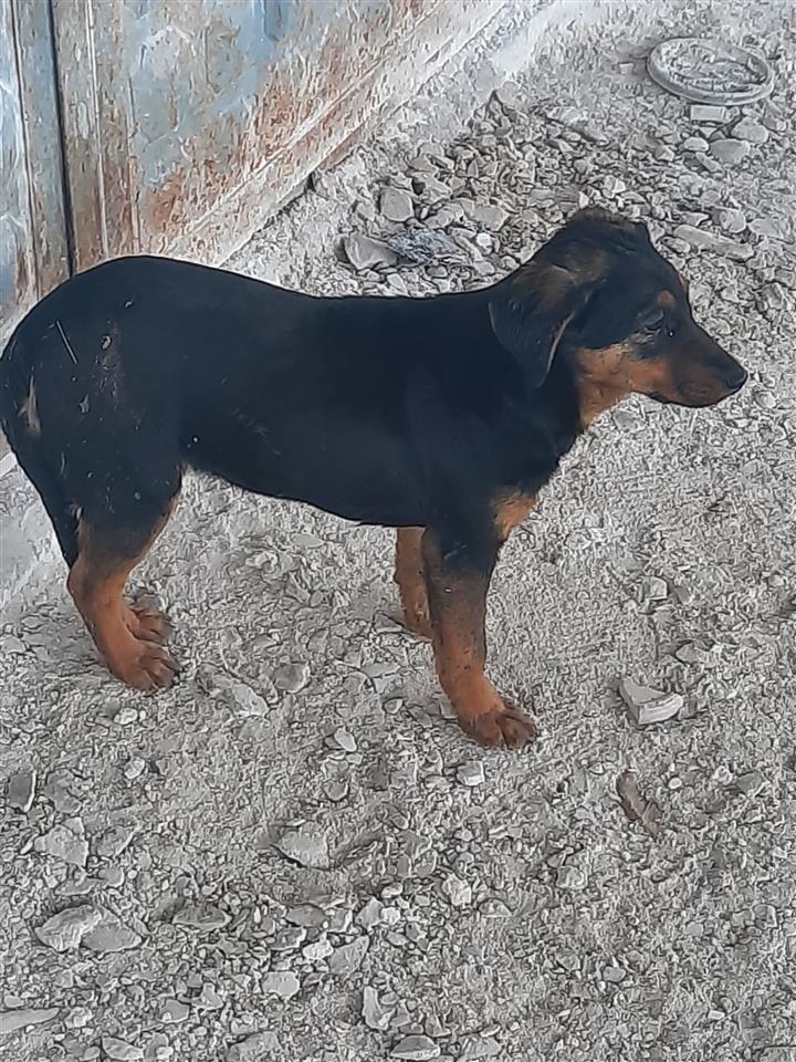 terrierk