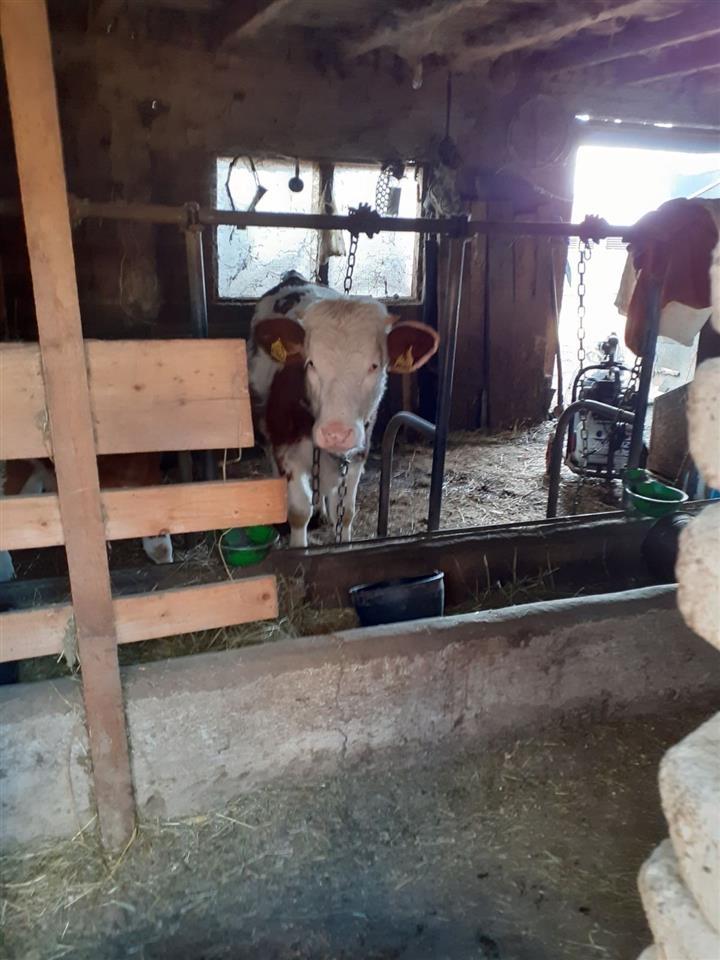 Mshtjerr