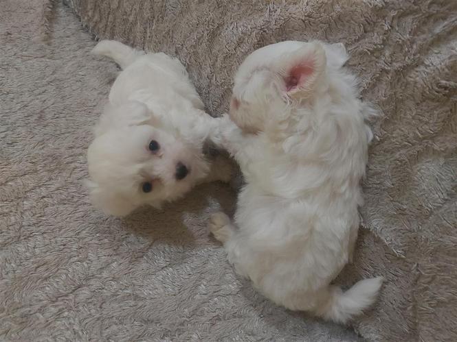 Maltezer