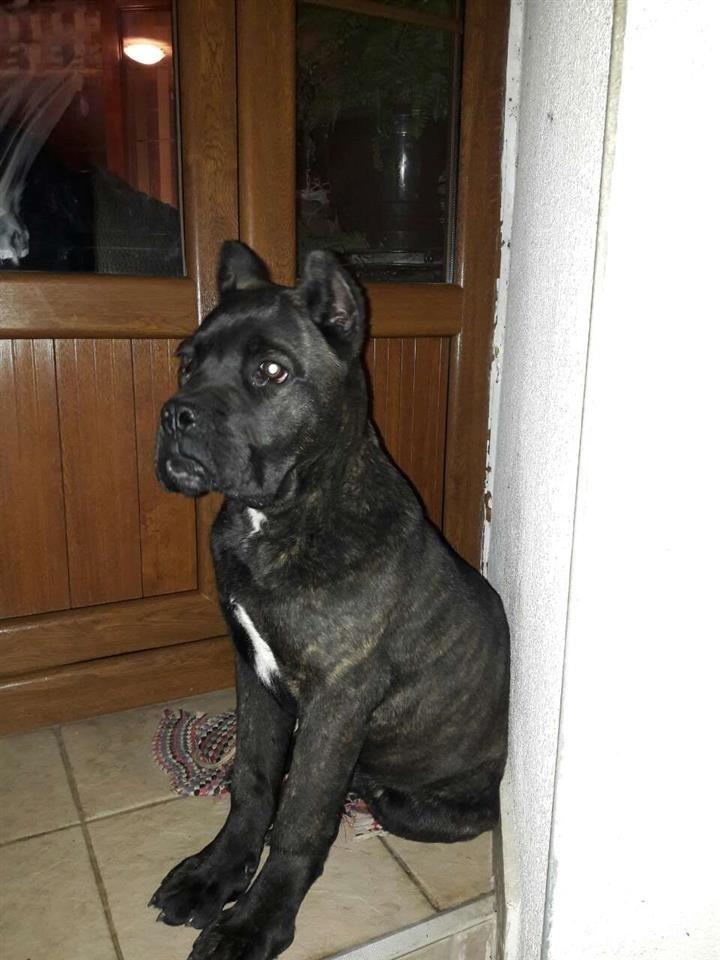 Cane-corso