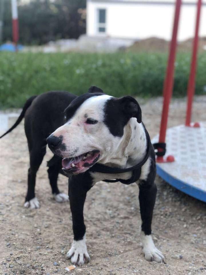 pitbull