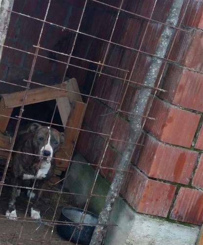 Pitbull