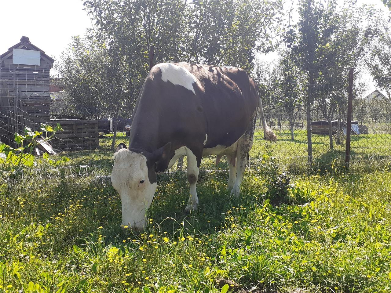 Lope-