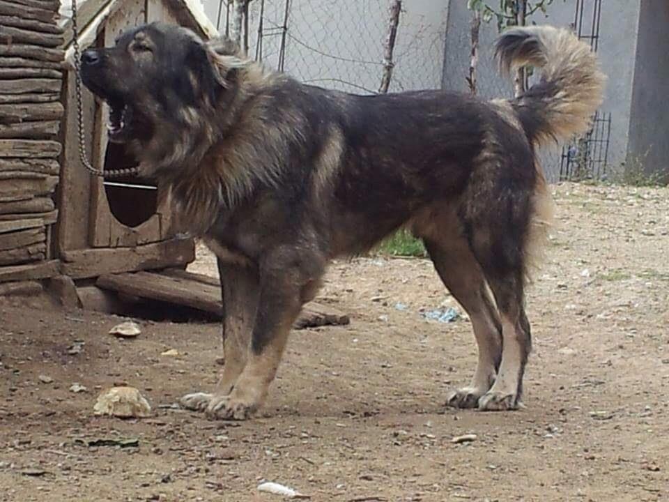 Qeni