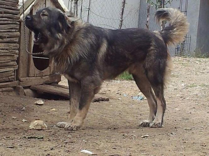 Qeni
