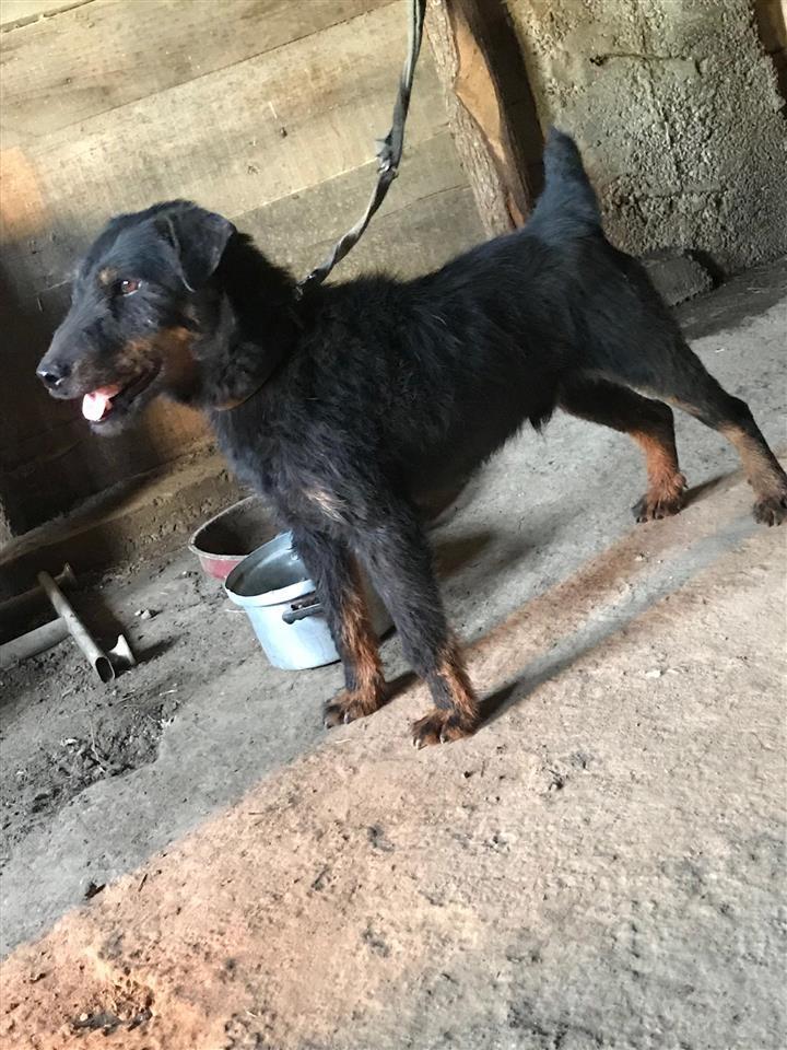 terrier