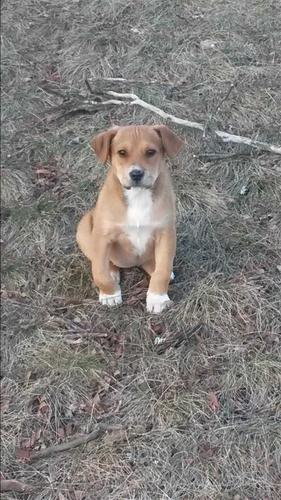 Pitbull