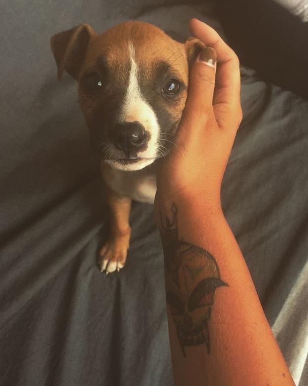 Pitbull
