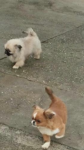 2 Pikneizer