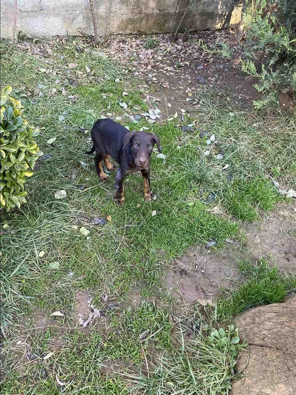 Doberman-