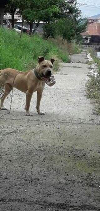 Iron kid best sale pitbull