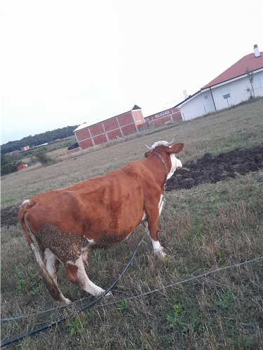 Shitet lopa per mish