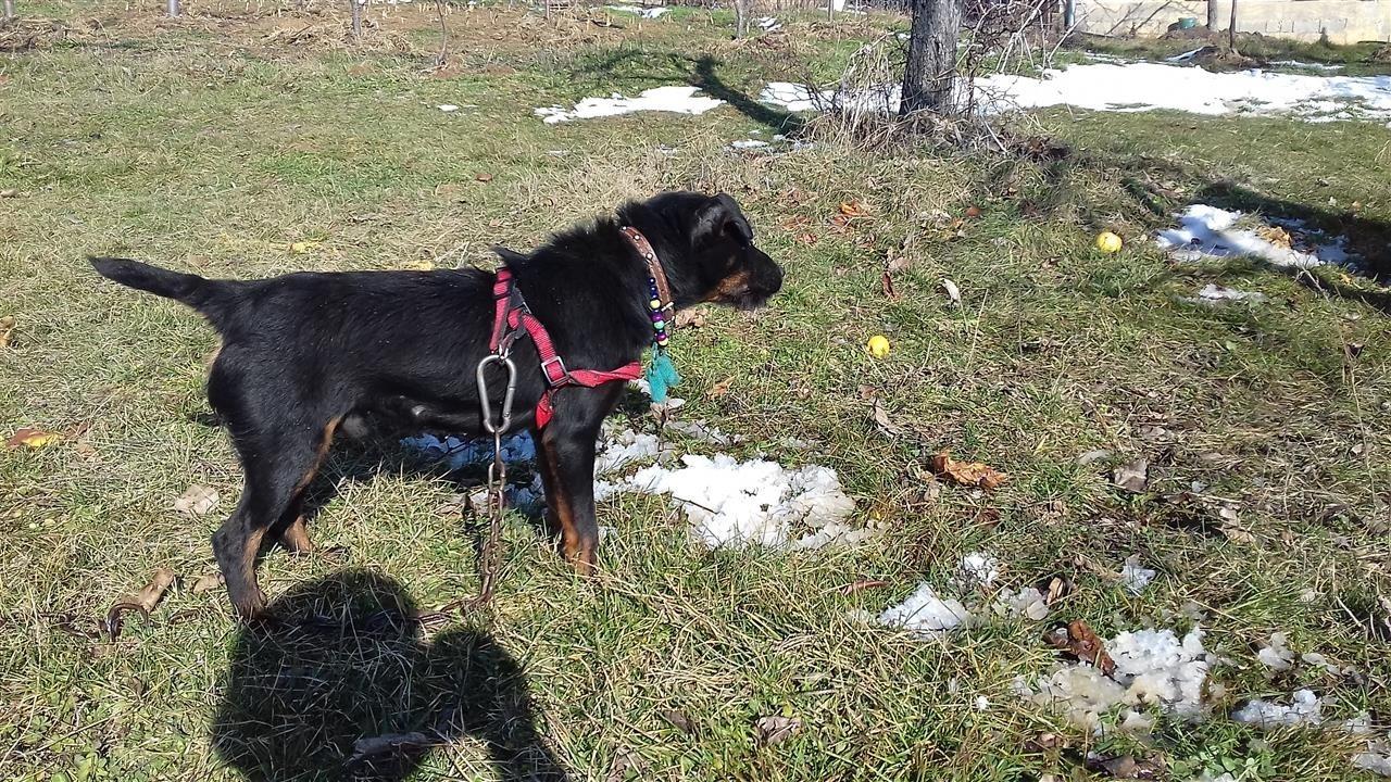Terrier-
