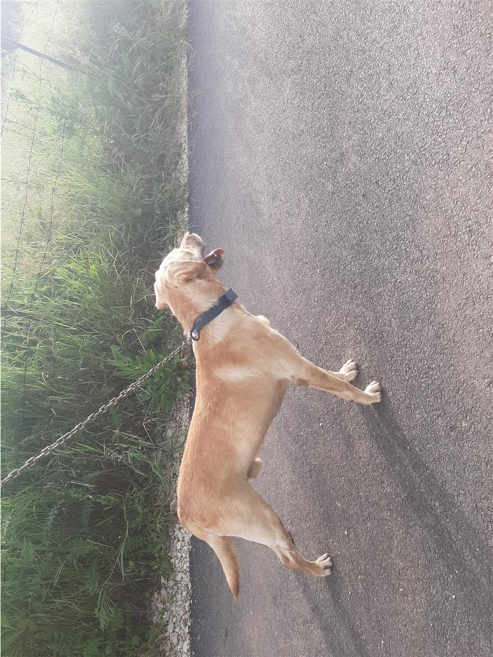Labrador-