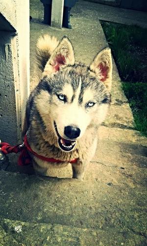 hasky