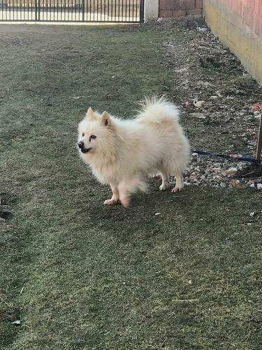 Spitz-german