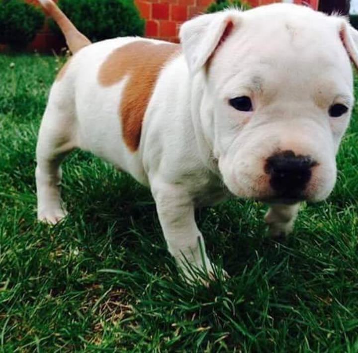 PitBull