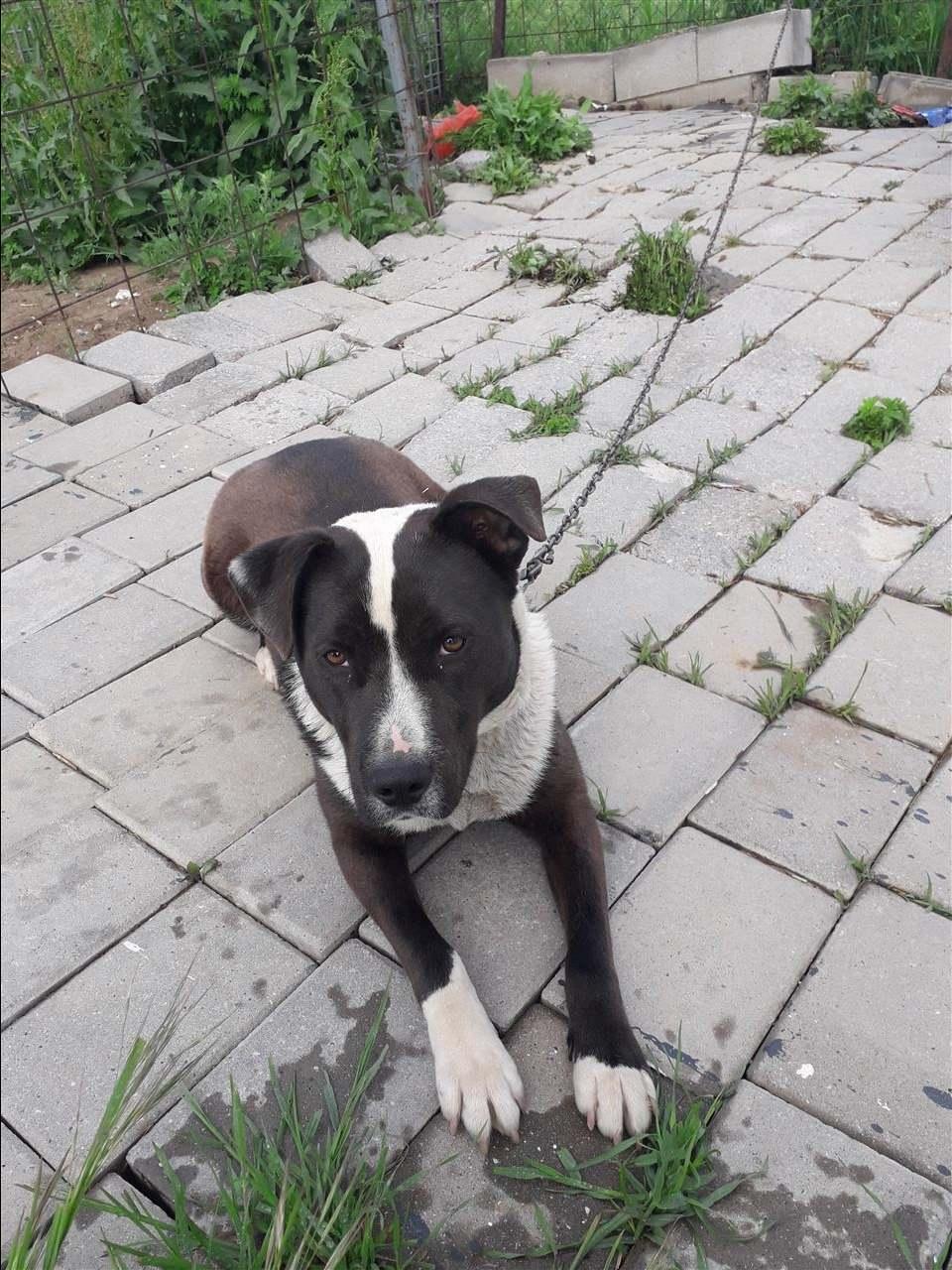 Qen-per-adoptim