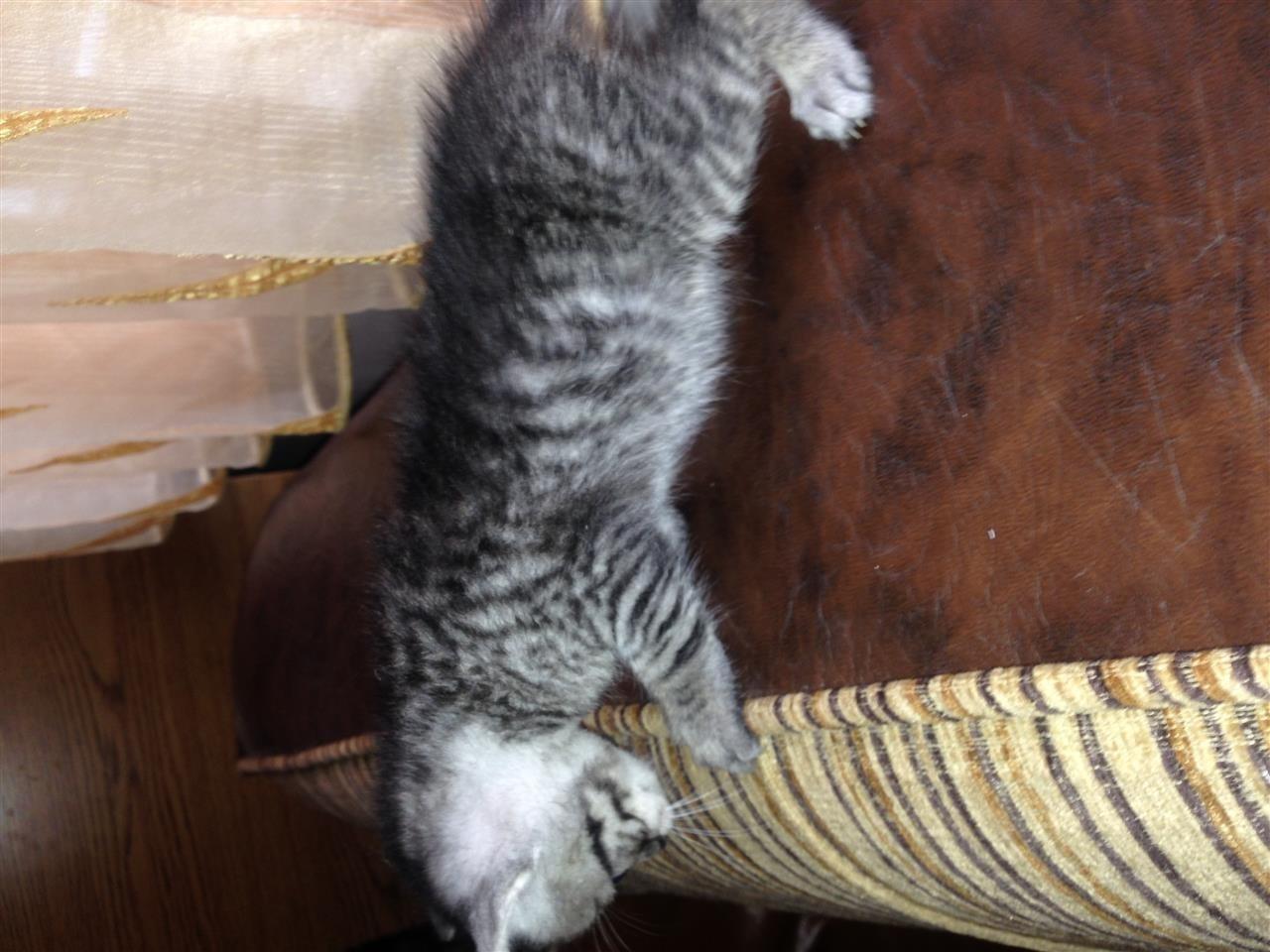Macat