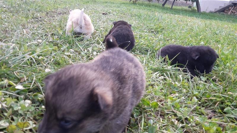 Klysh-hasky-