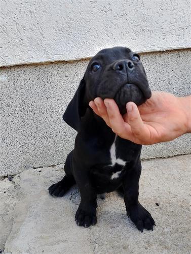 Cane Corso 