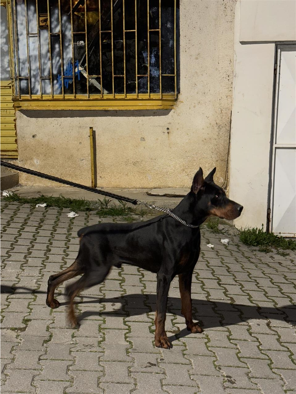 Doberman