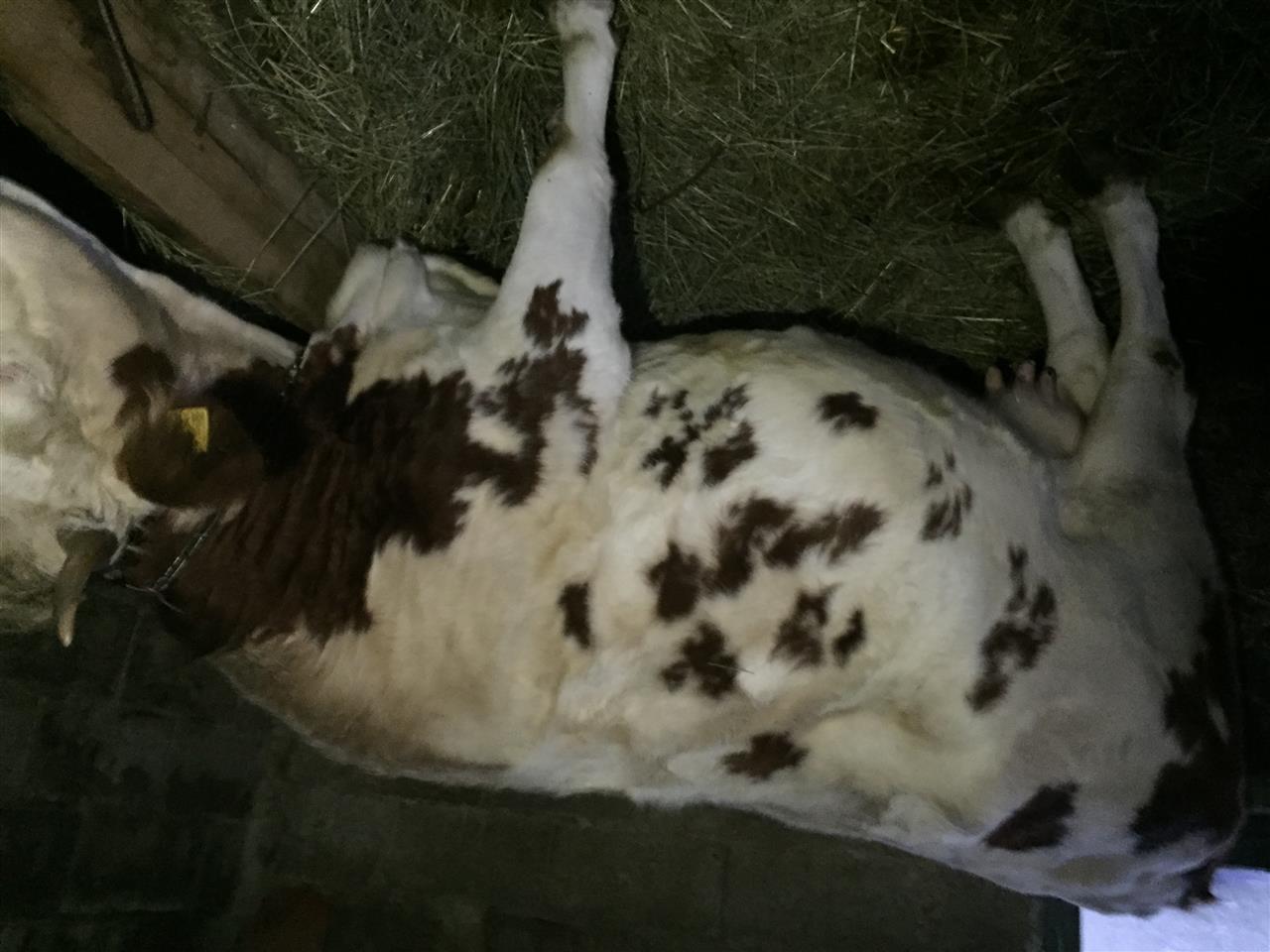 lop