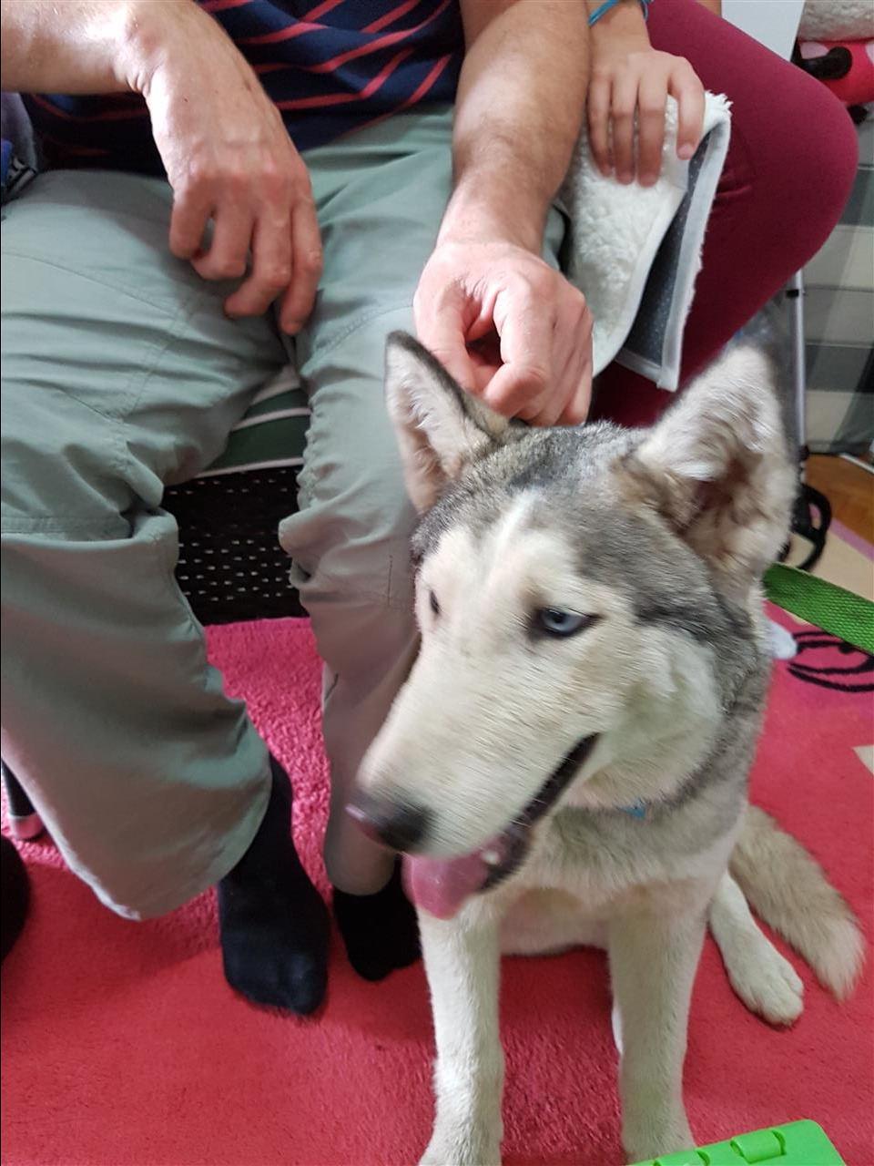 Husky