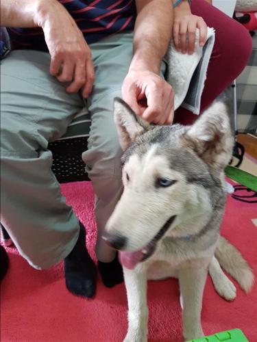 Husky