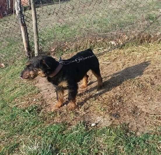 Terrier-Fm-