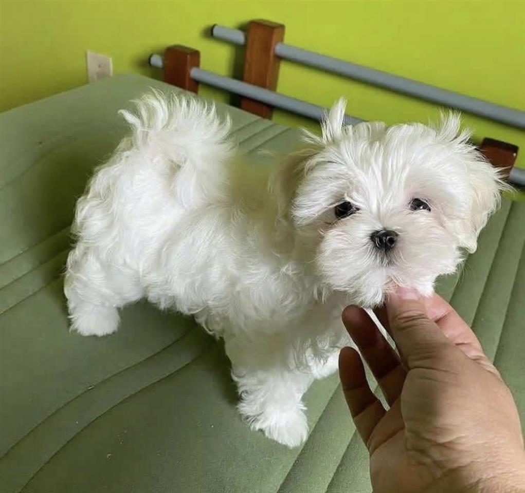 Maltezer