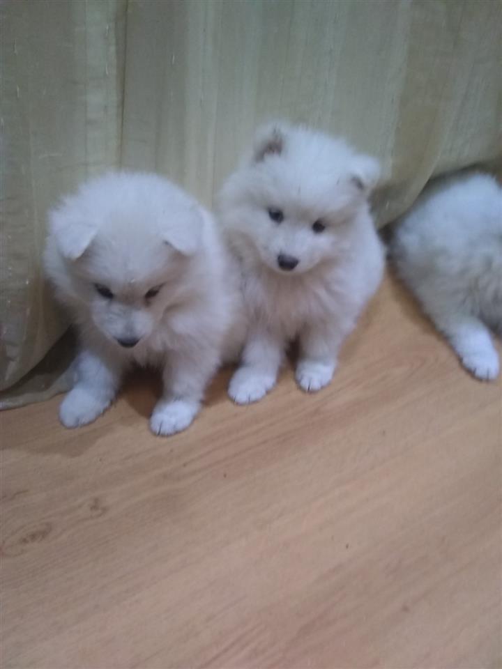 Samoyed