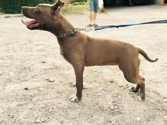 pitbullk 